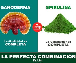 Ganoderma Lucidum y Spirulina, súper bomba nutricional