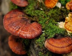 Como Ayuda Ganoderma DXN con la Ansiedad